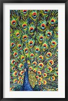 Lavish Peacock I Framed Print