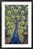 Lavish Peacock II Framed Print