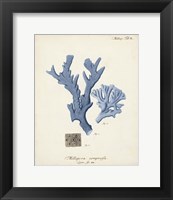 Antique Coral in Navy I Fine Art Print