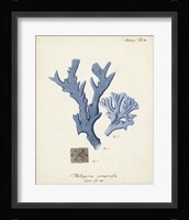 Antique Coral in Navy I Framed Print