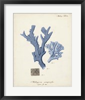 Antique Coral in Navy I Fine Art Print