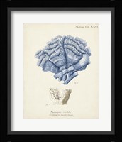 Antique Coral in Navy II Framed Print