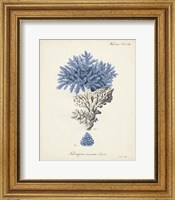Antique Coral in Navy III Fine Art Print