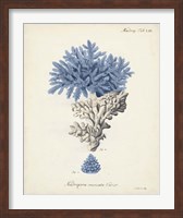 Antique Coral in Navy III Fine Art Print