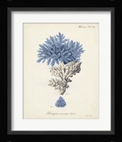 Antique Coral in Navy III Framed Print