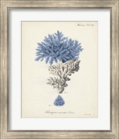 Antique Coral in Navy III Fine Art Print