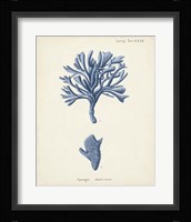 Antique Coral in Navy IV Framed Print