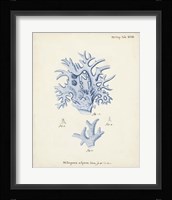 Antique Coral in Navy VI Framed Print