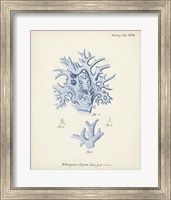 Antique Coral in Navy VI Fine Art Print