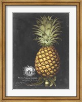 Royal Brookshaw Pineapple I Fine Art Print