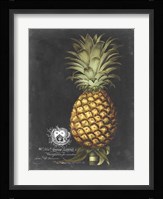 Royal Brookshaw Pineapple I Fine Art Print