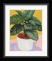 Calethea I Framed Print