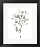 Seaglass Eucalyptus I Fine Art Print