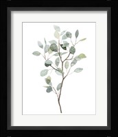 Seaglass Eucalyptus I Framed Print