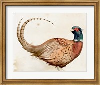 Pheasantry I Fine Art Print