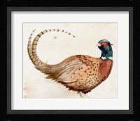 Pheasantry I Fine Art Print