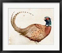 Pheasantry I Fine Art Print