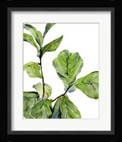 Fiddle Fig II Framed Print