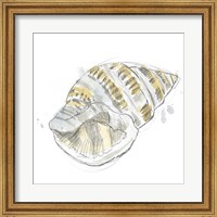 Citron Shell Sketch I Fine Art Print
