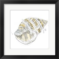 Citron Shell Sketch I Framed Print