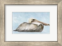 Soft Brown Pelican I Fine Art Print