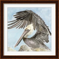 Soft Brown Pelican II Fine Art Print