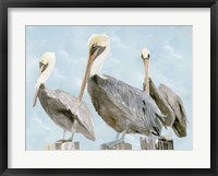 Soft Brown Pelican III Fine Art Print