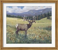 Rocky Mountain Elk I Fine Art Print