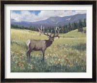 Rocky Mountain Elk I Fine Art Print