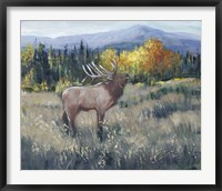 Rocky Mountain Elk II Fine Art Print