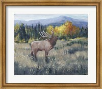 Rocky Mountain Elk II Fine Art Print