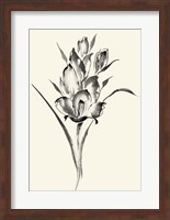 Ink Wash Floral II - Gladiolus Fine Art Print