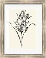 Ink Wash Floral II - Gladiolus Fine Art Print