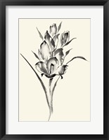 Ink Wash Floral II - Gladiolus Fine Art Print