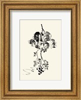 Ink Wash Floral V - Grapes Fine Art Print