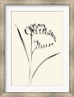 Ink Wash Floral VI - Freesia Fine Art Print