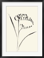 Ink Wash Floral VI - Freesia Fine Art Print
