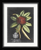 Royal Foliage III Fine Art Print