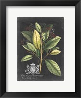 Royal Foliage IV Fine Art Print