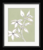 Botanic Drawing I Framed Print