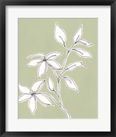 Botanic Drawing I Framed Print