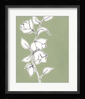 Botanic Drawing II Framed Print