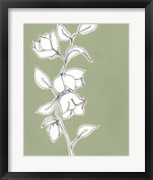 Botanic Drawing II Framed Print