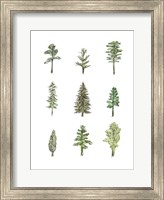 Collected Pines I Fine Art Print