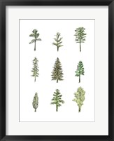 Collected Pines I Fine Art Print