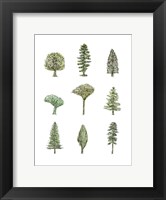 Collected Pines II Fine Art Print