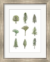 Collected Pines II Fine Art Print