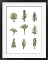 Collected Pines II Fine Art Print