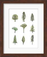 Collected Pines II Fine Art Print