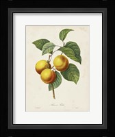 Redoute's Fruit I Fine Art Print
